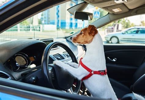 Conductor ebrio fingió que su perro llevaba el volante para salvarse de