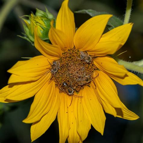 Sunflower Pollination By Bees In The Field Stock Image Image Of