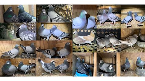 Huex Racing Pigeon Breeders Youtube