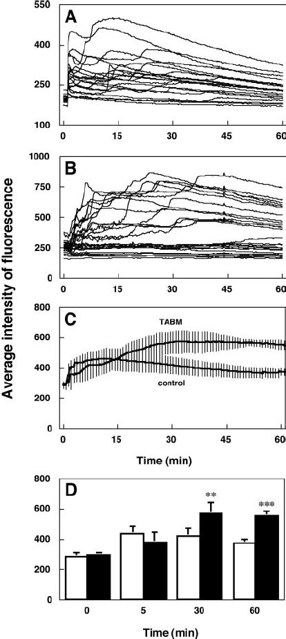 Effect Of Tabm On The Nmda Induced Elevation Of Ca I Cells