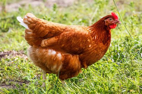 What Are Red Sex Link Chickens A Comprehensive Guide