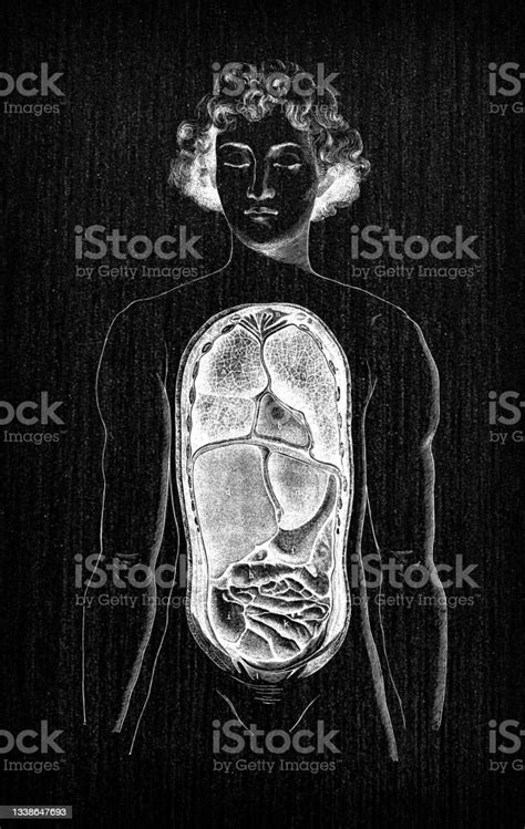 Antike Illustration Der Anatomie Des Menschlichen Körpers Brust Stock