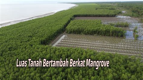 Melihat Perluasan Lahan Pertanian Di Kawasan Hutan Mangrove Pantai