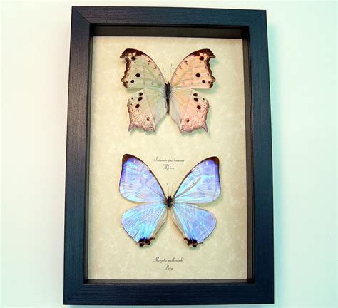 Mother Of Pearl Butterfly Set Real Framed Butterflies