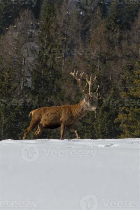 Isolated male Deer in snow and forest background 17235627 Stock Photo ...