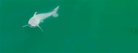 First Ever Sighting Of A Live Newborn Great White University Of