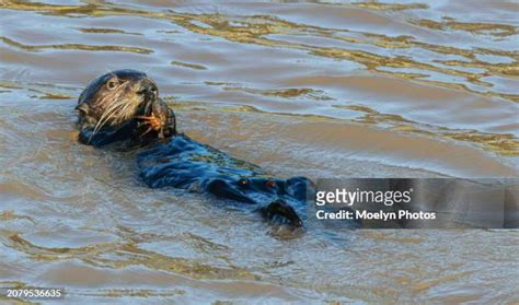 164 Moss Landing Wildlife Area Stock Photos, High-Res Pictures, and ...