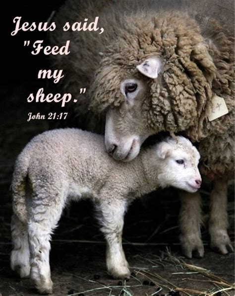 Seeds of Harvest: Jesus Said, "Feed My Sheep."(John 21:17)