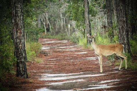 Animals Native To The State Of North Carolina Sciencing