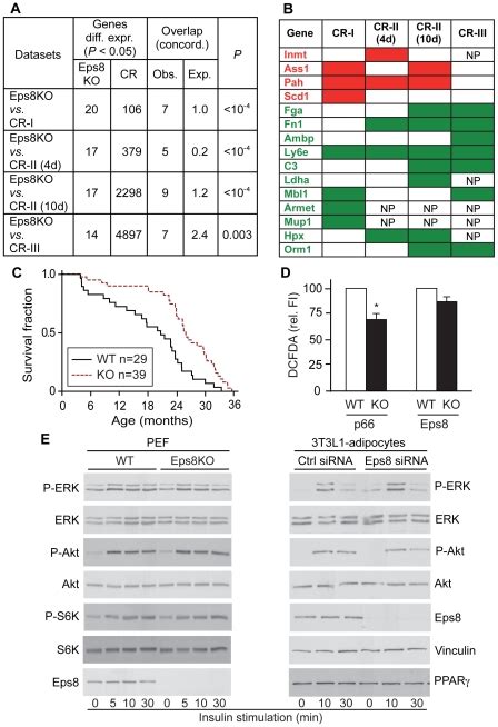 A The 20 Genes Differentially Expressed In The Livers Of Eps8ko Mice