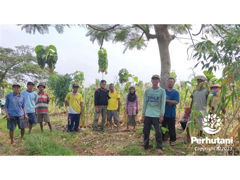 Perhutani Dukung Program Makmur, Perhutani Tuban Lakukan Percepatan ...