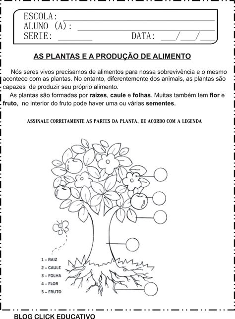 Atividade De Ci Ncias Plantas E A Produ O De Alimento Ano