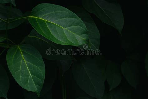 Nature Green Leaves Texture on Dark Background Stock Image - Image of ...