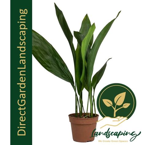 Aspidistra Elatior (Cast Iron Plant) - Singapore's #1 Gardening ...