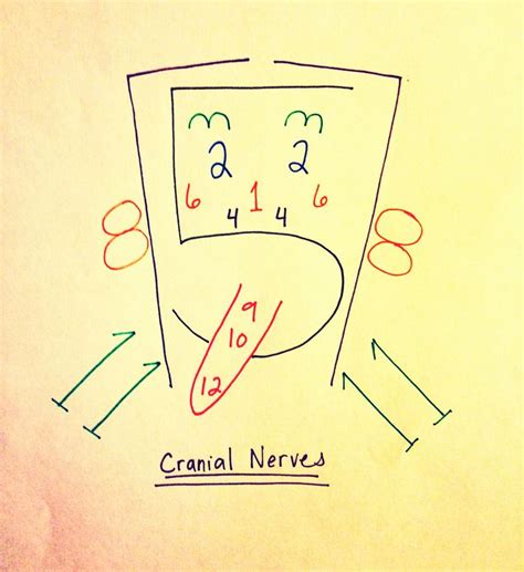 Cranial Nerves The Collection Cup Cranial Nerves Cranial Nerves