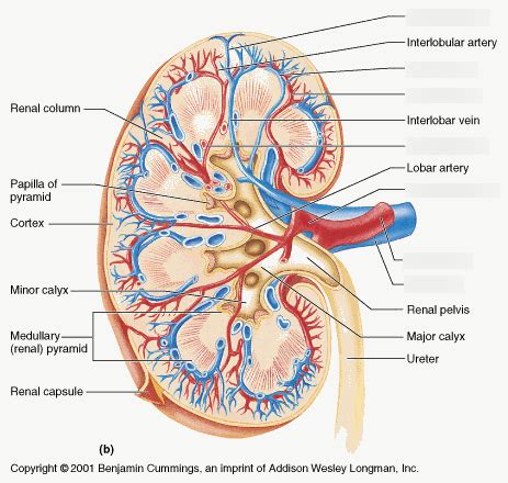 Renal Vasculature Diagram Quizlet