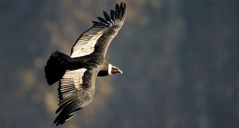 Largest Living Bird: Andean Condor |MyRokan