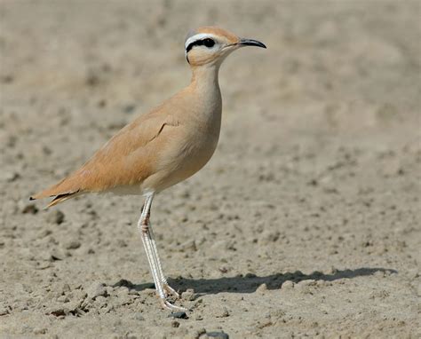 Cream-coloured Courser | Animal Database | Fandom