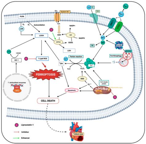 Targeting Ferroptosis Against Ischemia Reperfusion Cardiac Injury