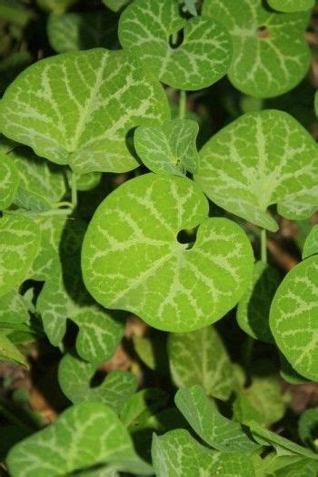 Fringed Dutchmans Pipevine Aristolochia White Nerved Dutchmans