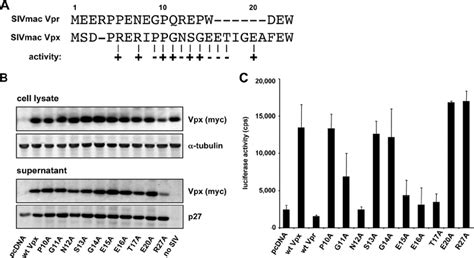 Analysis Of The Vpx Amino Terminus A An Alignment Of The Sivmac Vpx