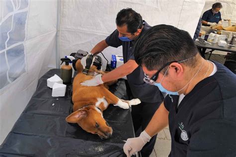 Realiza SESA más de 400 cirugías de esterilización en la capital del