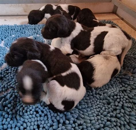 Chiot Petit Epagneul de Münster CHIOT de la lune argentée