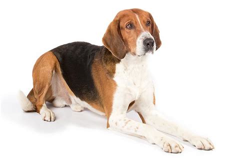 English Foxhound - Temperament, Lifespan, Shedding, Puppy