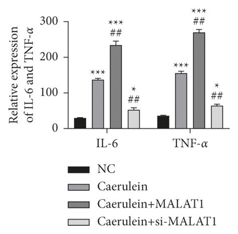 Malat1 Further Inhibits Autophagy By Promoting Yap And Eventually