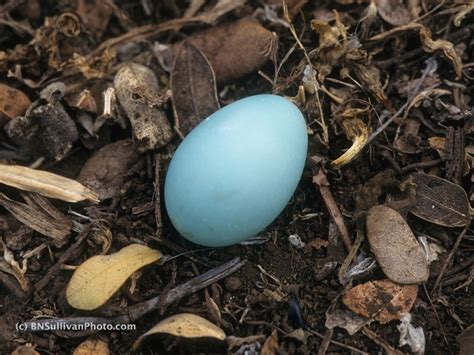 Mynah Bird Egg