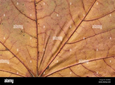 Abstract Leaf Cell Structure Macro Shot Natural Background Stock Photo