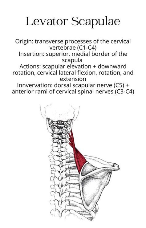 The Back View Of A Human Neck And Neck Muscles