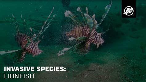 Invasive Species Lionfish Youtube