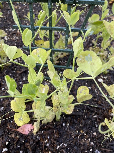 What's happening to my pea plants? : r/gardening