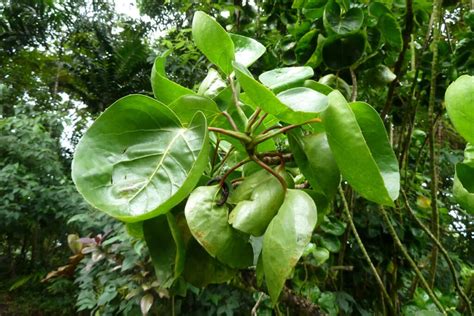 Escudo Aralia Polyscias Scutellaria