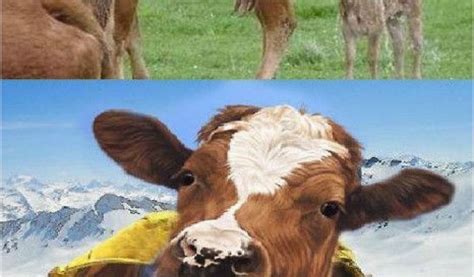 Cow Happy Birthday Meme Cow Memes Best Collection Of Funny Cow Pictures