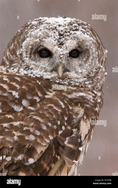 Barred Owl Strix Varia In Winter Howell Nature Center Michigan