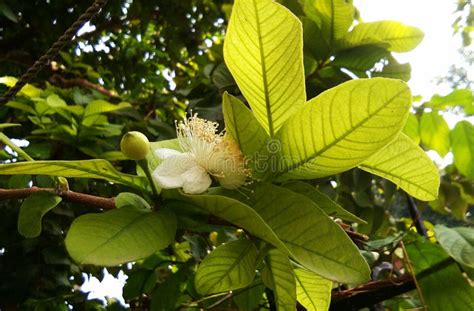 Guava flower stock photo. Image of agriculture, pattern - 100833422