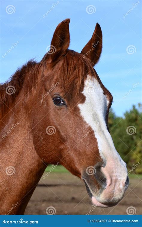 A Vertical Close Up Head Shot Of Arabian Horse Stock Image Image Of