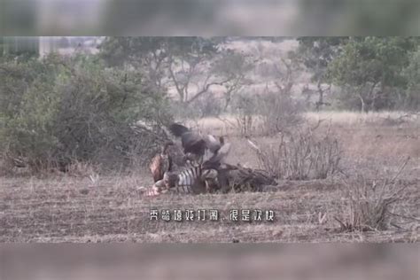 野狗群正在吃午餐，不料下一秒转身拔腿就跑！网友：不愧是王者！拔腿就跑午餐网友