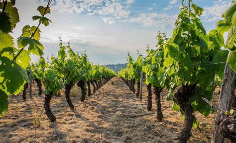 Vigne Beaujolais Vignoble Photo Gratuite Sur Pixabay Pixabay