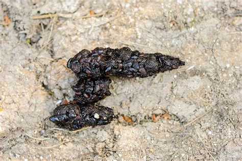 Patrick Glaume Photographe animalier Crottes de Hérisson d Europe