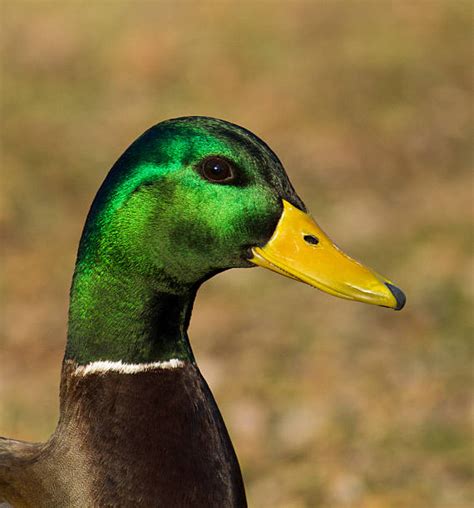 790 Mallard Drake And Hen Stock Photos Pictures And Royalty Free Images