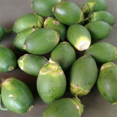 Jual Buah Pinang Muda Kg Shopee Indonesia