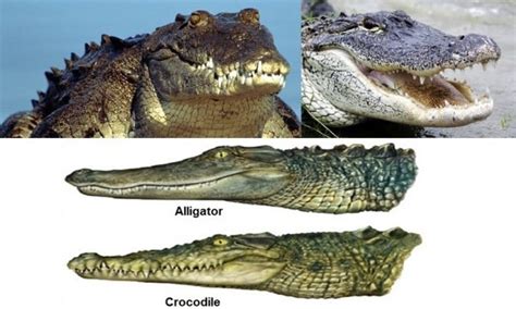 Actualizar Imagen Diferencia Entre Cocodrilo Y Lagarto Abzlocal Mx