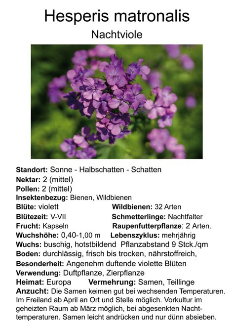 Hesperis Matronalis Nachtviole Ca 500 Korn Imker Josef