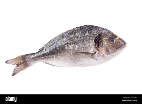 Dorado fish isolated on white background Stock Photo - Alamy