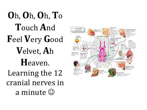 The 12 Cranial Nerves 1 Min Ppt Cranial Nerves Cranial Nerve 1 Nerve