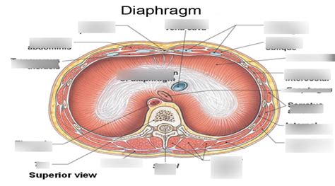 Diaphragm Superior View Diagram Quizlet