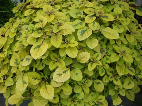 Plant ID forum: Variegated Swedish Ivy? (All Things Plants)